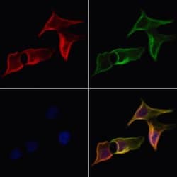 Invitrogen GluR3 Polyclonal Antibody 100 &mu;L; Unconjugated:Antibodies,