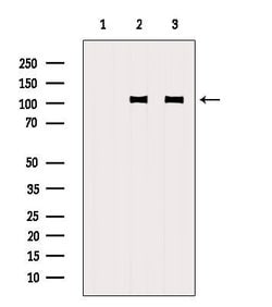 Invitrogen GluR3 Polyclonal Antibody 100 &mu;L; Unconjugated:Antibodies,
