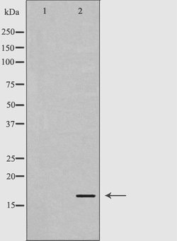Invitrogen Calmodulin 1/2/3 Polyclonal Antibody 100 &mu;L; Unconjugated:Antibodies,