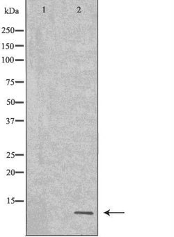 Invitrogen NEDD8 Polyclonal Antibody 100 &mu;L; Unconjugated:Antibodies,