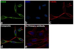 Invitrogen RHEB Polyclonal Antibody 100 &mu;L; Unconjugated:Antibodies,