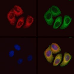 Invitrogen RHEB Polyclonal Antibody 100 &mu;L; Unconjugated:Antibodies,