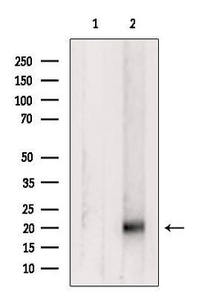 Invitrogen RHEB Polyclonal Antibody 100 &mu;L; Unconjugated:Antibodies,