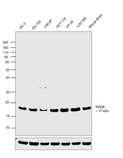 Invitrogen RHEB Polyclonal Antibody 100 &mu;L; Unconjugated:Antibodies,