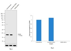 Invitrogen RHEB Polyclonal Antibody 100 &mu;L; Unconjugated:Antibodies,