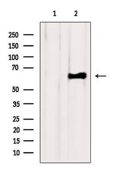 Invitrogen FAAH Polyclonal Antibody 100 &mu;L; Unconjugated:Antibodies,