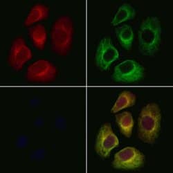 Invitrogen GGA2 Polyclonal Antibody 100 &mu;L; Unconjugated:Antibodies,