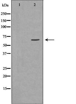 Invitrogen GGA2 Polyclonal Antibody 100 &mu;L; Unconjugated:Antibodies,