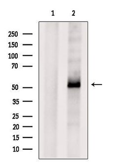 Invitrogen ATP6AP1 Polyclonal Antibody 100 &mu;L; Unconjugated:Antibodies,