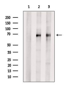 Invitrogen NET1 Polyclonal Antibody 100 &mu;L | Buy Online | Invitrogen&trade; | Fisher Scientific