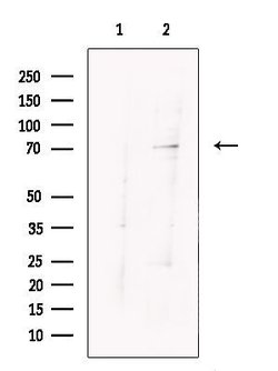 Invitrogen ARHGAP25 Polyclonal Antibody 100 &mu;L; Unconjugated:Antibodies,