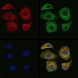 Invitrogen GYPC Polyclonal Antibody 100 &mu;L; Unconjugated:Antibodies,
