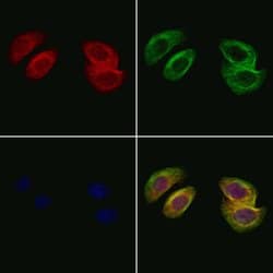 PLA2G2A Polyclonal Antibody:Antibodies, Polyclonal