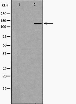 Invitrogen EHMT2 Polyclonal Antibody 100 &mu;L | Buy Online | Invitrogen&trade; | Fisher Scientific