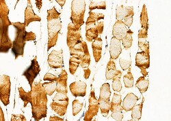 Invitrogen HFE Polyclonal Antibody 100 &mu;L; Unconjugated:Antibodies,