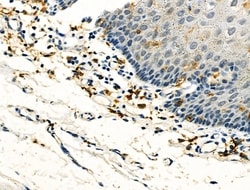Invitrogen FCGR2A Polyclonal Antibody 100 &mu;L; Unconjugated:Antibodies,