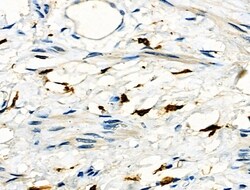 Invitrogen FCGR2A Polyclonal Antibody 100 &mu;L; Unconjugated:Antibodies,