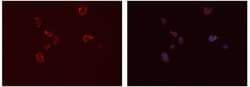 Invitrogen FCGR2A Polyclonal Antibody 100 &mu;L; Unconjugated:Antibodies,