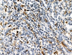 Invitrogen HLA-DR/DP Polyclonal Antibody 100 &mu;L | Buy Online | Invitrogen&trade; | Fisher Scientific