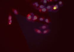 Invitrogen TLR8 Polyclonal Antibody 100 &mu;L | Buy Online | Invitrogen&trade; | Fisher Scientific