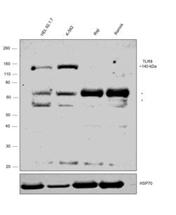 Invitrogen TLR8 Polyclonal Antibody 100 &mu;L | Buy Online | Invitrogen&trade; | Fisher Scientific