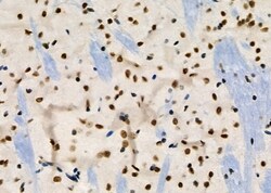 Invitrogen RBBP4 Polyclonal Antibody 100 &mu;L; Unconjugated:Antibodies,