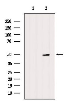 Invitrogen RBBP4 Polyclonal Antibody 100 &mu;L; Unconjugated:Antibodies,