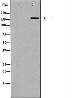 Invitrogen Collagen V Polyclonal Antibody 100 &mu;L; Unconjugated:Antibodies,