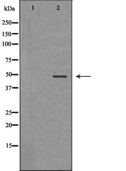 Invitrogen PSMC5 Polyclonal Antibody 100 &mu;L | Buy Online | Invitrogen&trade; | Fisher Scientific