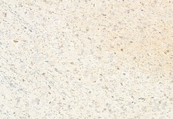 Invitrogen NFATC1 Polyclonal Antibody 100 &mu;L | Buy Online | Invitrogen&trade; | Fisher Scientific