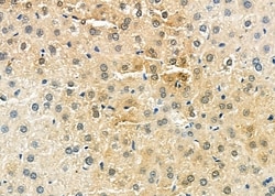 Invitrogen Angiogenin Polyclonal Antibody 100 &mu;L; Unconjugated:Antibodies,