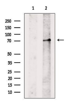 Invitrogen PAH Polyclonal Antibody 100 &mu;L; Unconjugated:Antibodies,