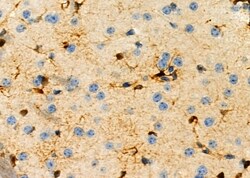 Invitrogen Factor IX Polyclonal Antibody 100 &mu;L; Unconjugated:Antibodies,