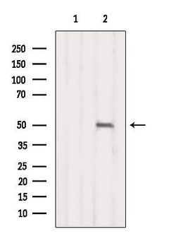 Invitrogen PXR Polyclonal Antibody 100 &mu;L; Unconjugated:Antibodies,