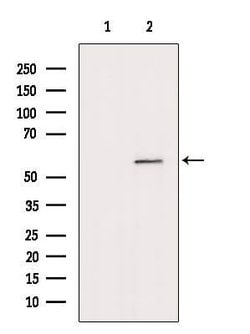 Invitrogen MYOC Polyclonal Antibody 100 &mu;L; Unconjugated:Antibodies,