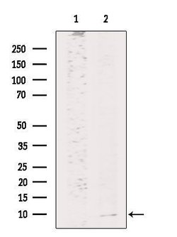 Invitrogen HAMP Polyclonal Antibody 100 &mu;L; Unconjugated:Antibodies,