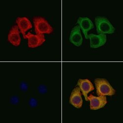 Invitrogen KIR3DL1 Polyclonal Antibody 100 &mu;L; Unconjugated:Antibodies,