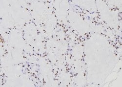 Invitrogen RFC1 Polyclonal Antibody 100 &mu;L; Unconjugated:Antibodies,