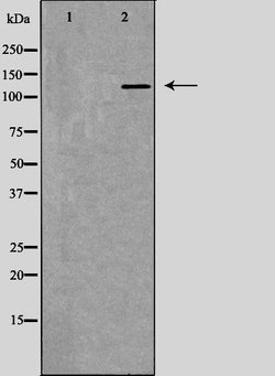 Invitrogen RFC1 Polyclonal Antibody 100 &mu;L; Unconjugated:Antibodies,
