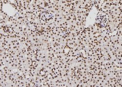 Invitrogen XPA Polyclonal Antibody 100 &mu;L | Buy Online | Invitrogen&trade; | Fisher Scientific