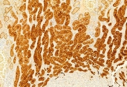 Invitrogen S100A4 Polyclonal Antibody 100 &mu;L; Unconjugated:Antibodies,