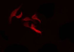 Invitrogen PTHLH Polyclonal Antibody 100 &mu;L; Unconjugated:Antibodies,