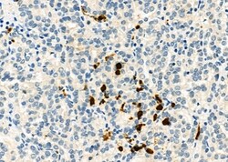 Invitrogen CD162 Polyclonal Antibody 100 &mu;L | Buy Online | Invitrogen&trade; | Fisher Scientific