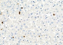 Invitrogen CD162 Polyclonal Antibody 100 &mu;L | Buy Online | Invitrogen&trade; | Fisher Scientific