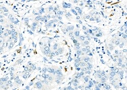 Invitrogen CD162 Polyclonal Antibody 100 &mu;L | Buy Online | Invitrogen&trade; | Fisher Scientific