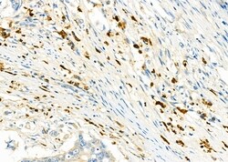 Invitrogen CD162 Polyclonal Antibody 100 &mu;L | Buy Online | Invitrogen&trade; | Fisher Scientific