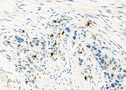 Invitrogen CD162 Polyclonal Antibody 100 &mu;L | Buy Online | Invitrogen&trade; | Fisher Scientific
