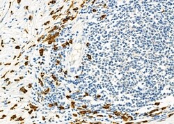 Invitrogen CD162 Polyclonal Antibody 100 &mu;L | Buy Online | Invitrogen&trade; | Fisher Scientific