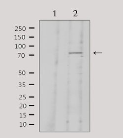 Invitrogen Kininogen 1 Polyclonal Antibody 100 &mu;L; Unconjugated:Antibodies,