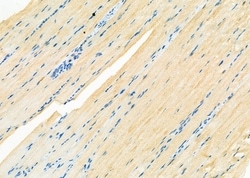 Invitrogen Uteroglobin Polyclonal Antibody 100 &mu;L; Unconjugated:Antibodies,